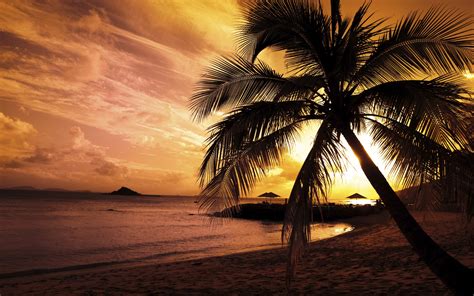 landscape, Sunset, Beach, Palm Trees, Nature Wallpapers HD / Desktop ...