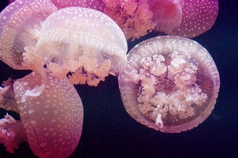 Jellyfish Pink Sea Creatures - Free photo on Pixabay - Pixabay