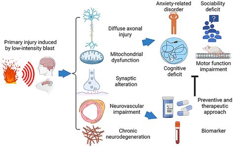 Frontiers | Perspectives on Primary Blast Injury of the Brain ...