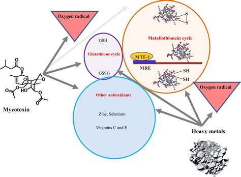 IJMS | Special Issue : Mycotoxins: Mechanisms of Toxicological Activity ...