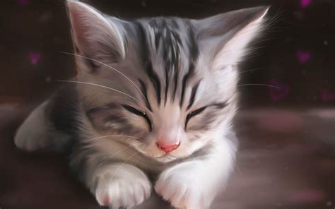 🔥 [50+] Sleepy Kittens Wallpapers | WallpaperSafari