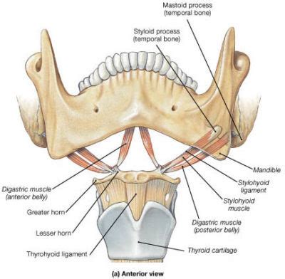 Hyoid Bone: Anatomy & Function - Anatomy Info