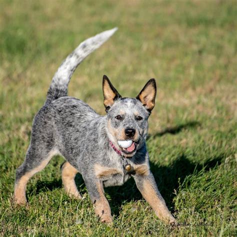 Blue Australian Cattle Dog Puppy Heeler Puppies, Dogs And Puppies ...