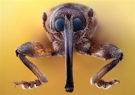 Incredible High Quality Macro Photography of Insects [20 Pics] | I Like ...