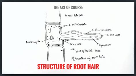 Structure of Root Hair Diagram with labelling || #theartofcourse - YouTube