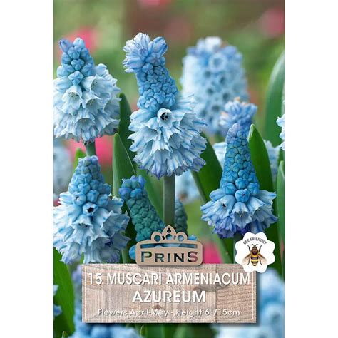 Muscari Azureum (15 Bulbs)