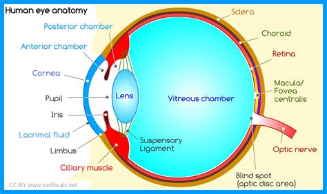 Labeled Diagram Of Eye