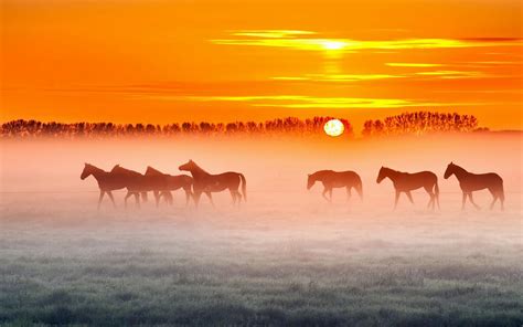 Horse Ranch Sunset | Paard foto's, Dieren behang, Mooie paarden