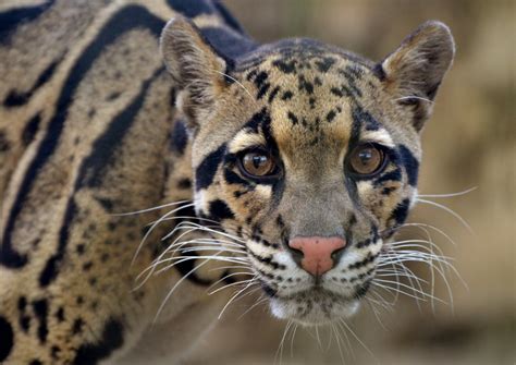 Dallas Zoo forced to close after clouded leopard goes missing from ...