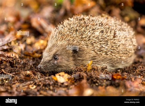 Hedgehog, wild, native, European hedgehogs, (Erinaceus europaeus) in ...