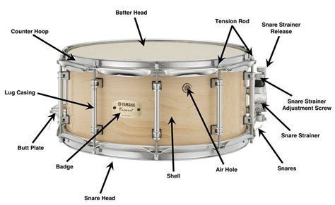 Snare Drum Parts Diagram | Quizlet