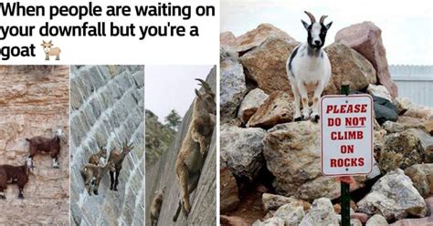 19 Monday Goat Memes That Are The G.O.A.T. - Animal Comedy - Animal ...