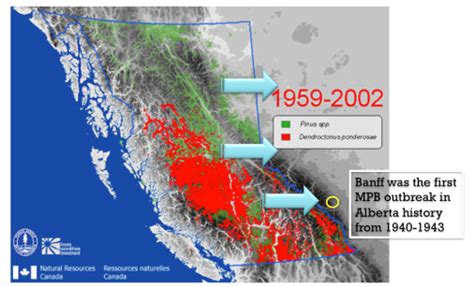 Beetles and hosts - A research of residual trees after mountain pine ...