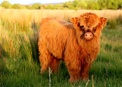 Scottish Highland Cattle (#2185178) - HD Wallpaper & Backgrounds Download