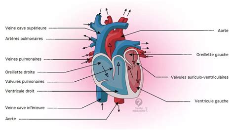 Pulmonary artery: definition and diagram – Archyde