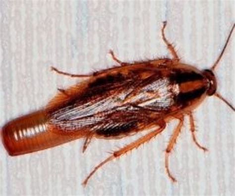 How To Get Rid Of German Roaches? | HubPages