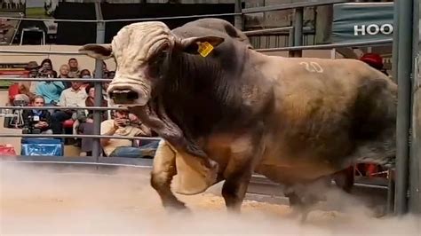 Heavyweight Boran bull at an auction - YouTube