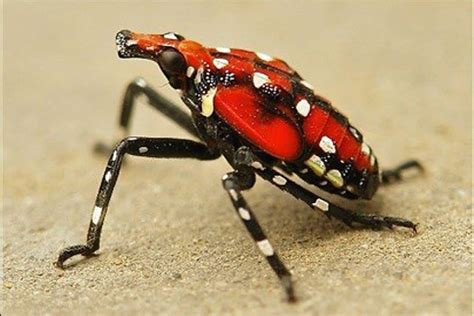 Christmas Tree Bugs: Beware the Spotted Lanternfly - The Pest Rangers