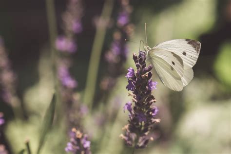 Butterfly on Lavender... | Nature Stock Photos ~ Creative Market