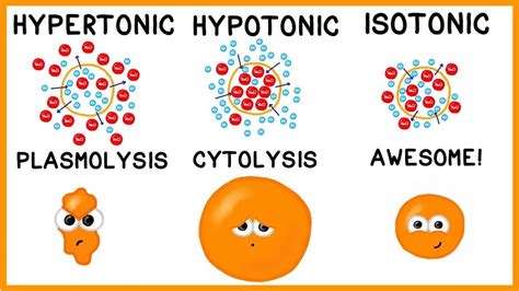 Can A Solution Be Hyperosmotic And Isotonic? Top Answer Update ...