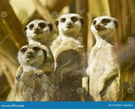 Meerkat Family Stock Photo - Image: 41150294