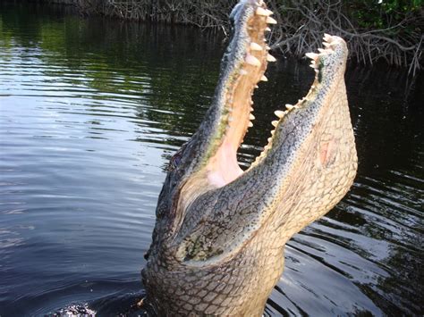 2: Experience Alligators on Your Everglades Airboat Tour - Captain Jack ...