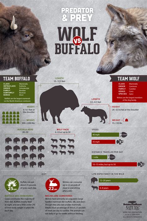 Cold Warriors: Wolves and Buffalo | Infographic: Wolf versus Buffalo ...