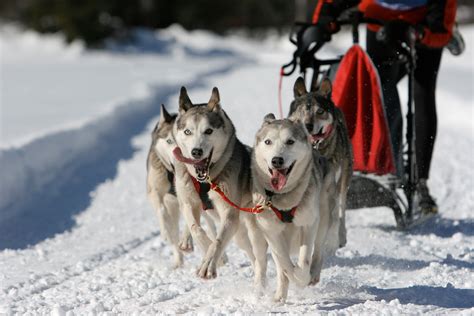 How did we fall in love with wolves? | The Independent