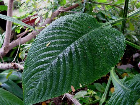 Rainforest Leaf photo - Cliff Hutson photos at pbase.com