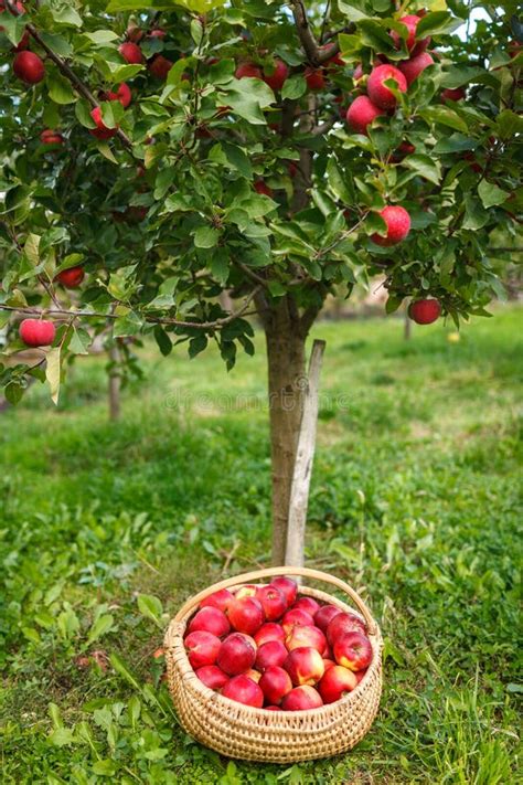 Full Basket Near Apple Tree Stock Photo - Image of harvest, food: 85225228