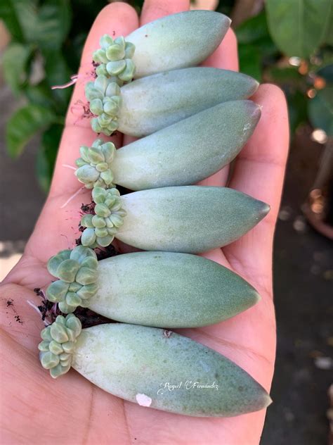 Pachyphytum compactum Propagating Succulents, Growing Succulents, Cacti ...