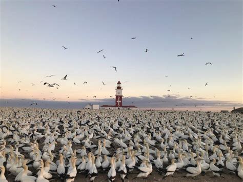 Bird Island – A special place for research – Stories – Scientific ...