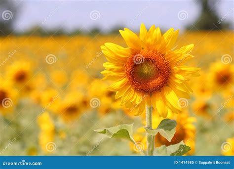 Sunflower Blooming stock image. Image of flowery, closeup - 1414985