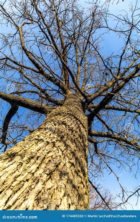 Withered Oak in the Czech Republic. Evening Light. Sick Forest. Drought ...