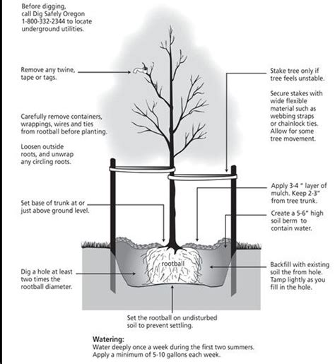 36 Palm Tree Root System Diagram Rd8d | Tree roots, Trees to plant ...