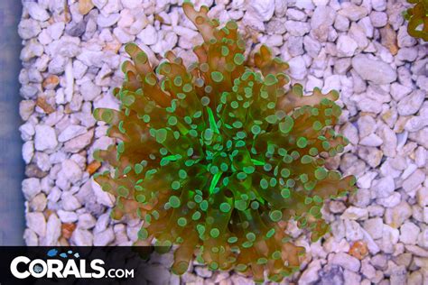 Frogspawn Branching Green Frag – Indonesia | Corals.com