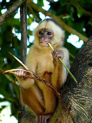 Capuchin monkey Facts for Kids