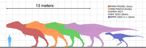 Tyrannosaurus size comparison by koprX on DeviantArt