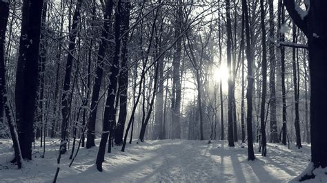 Snowy Forest Wallpaper (70+ pictures) - WallpaperSet