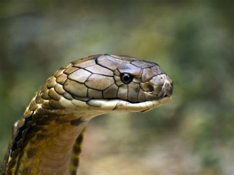 5 Facts About The King Cobra - Reptiles Magazine