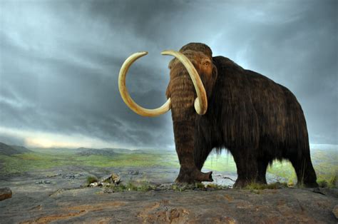 Scientists Say They Could Bring Back Woolly Mammoths Within Two Years ...