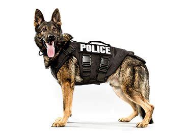 Creating an Effective K9 Unit: Part 2