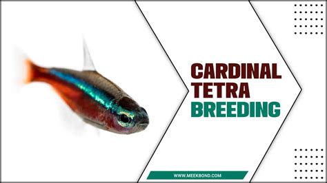 Cardinal Tetra Breeding: Like A Pro!