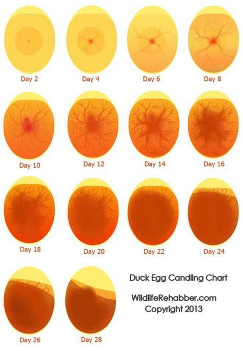 Candling chart | Egg candling, Hatching chickens, Chickens backyard