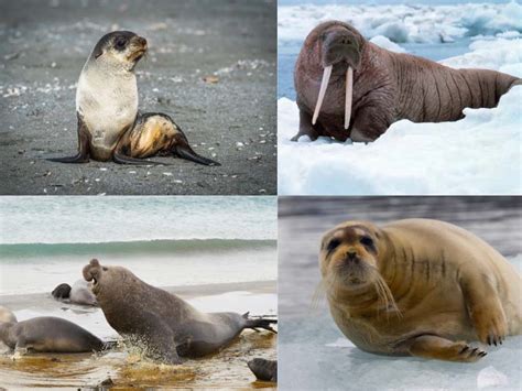 Types of Seals: Top 15 Seal Species with Images and Classification