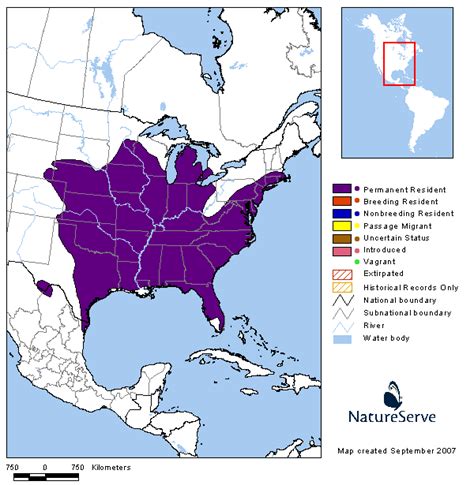 Tennessee Watchable Wildlife | Eastern Mole