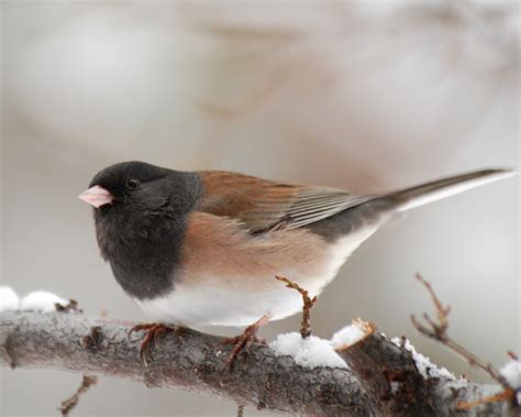 Dark-eyed Juncos