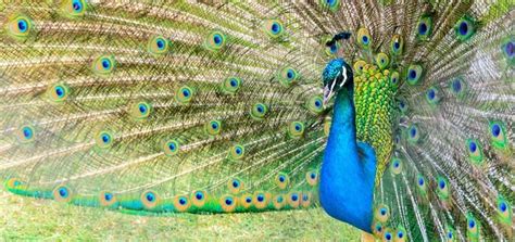 Peacock Calling Sound Effect | Free Sound Clips | Animal Sounds