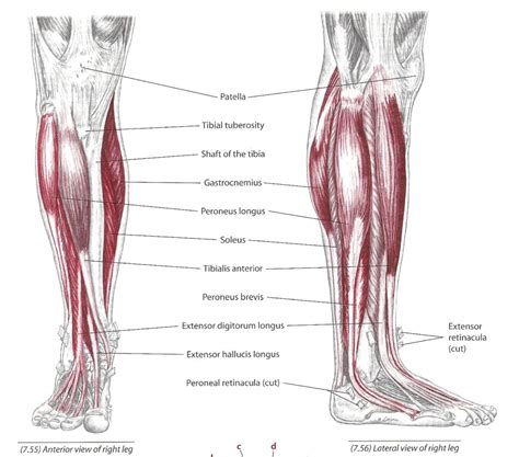 anterior leg | CoreWalking