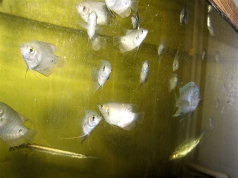 Pearl Gourami (Breeding Trios: 3 - 4 Inches) | RFI